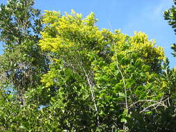 Image of Banara parviflora (A. Gray) Benth.