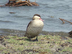 Image of Red-billed Teal