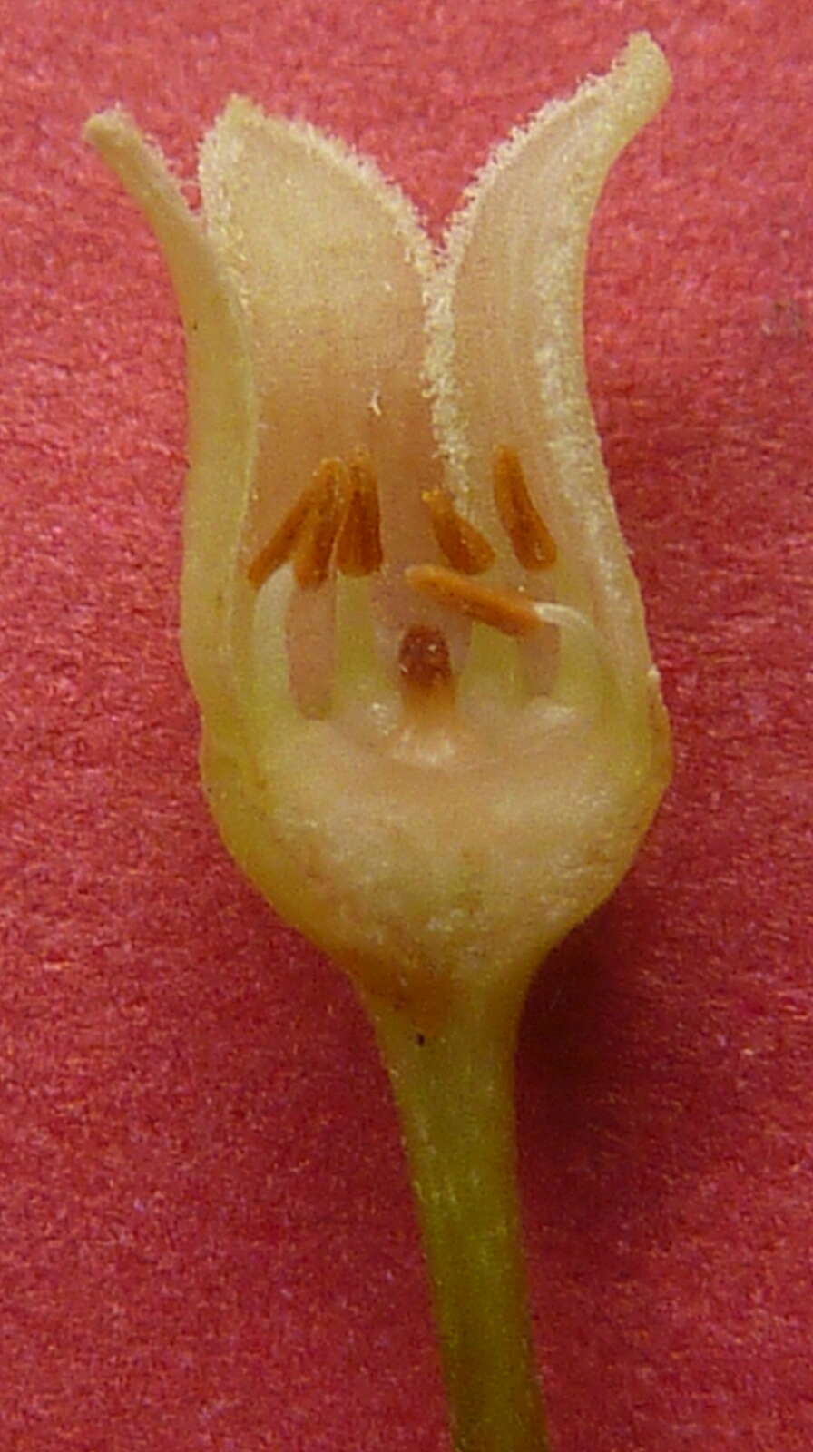 Image of Protium heptaphyllum (Aubl.) March.