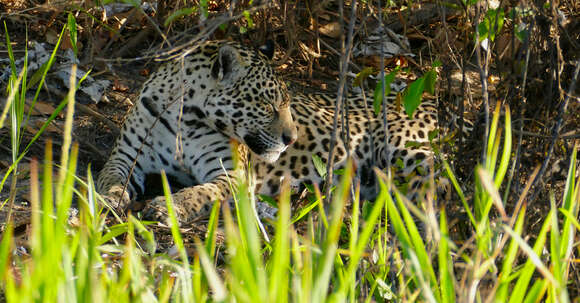 Image of Jaguar