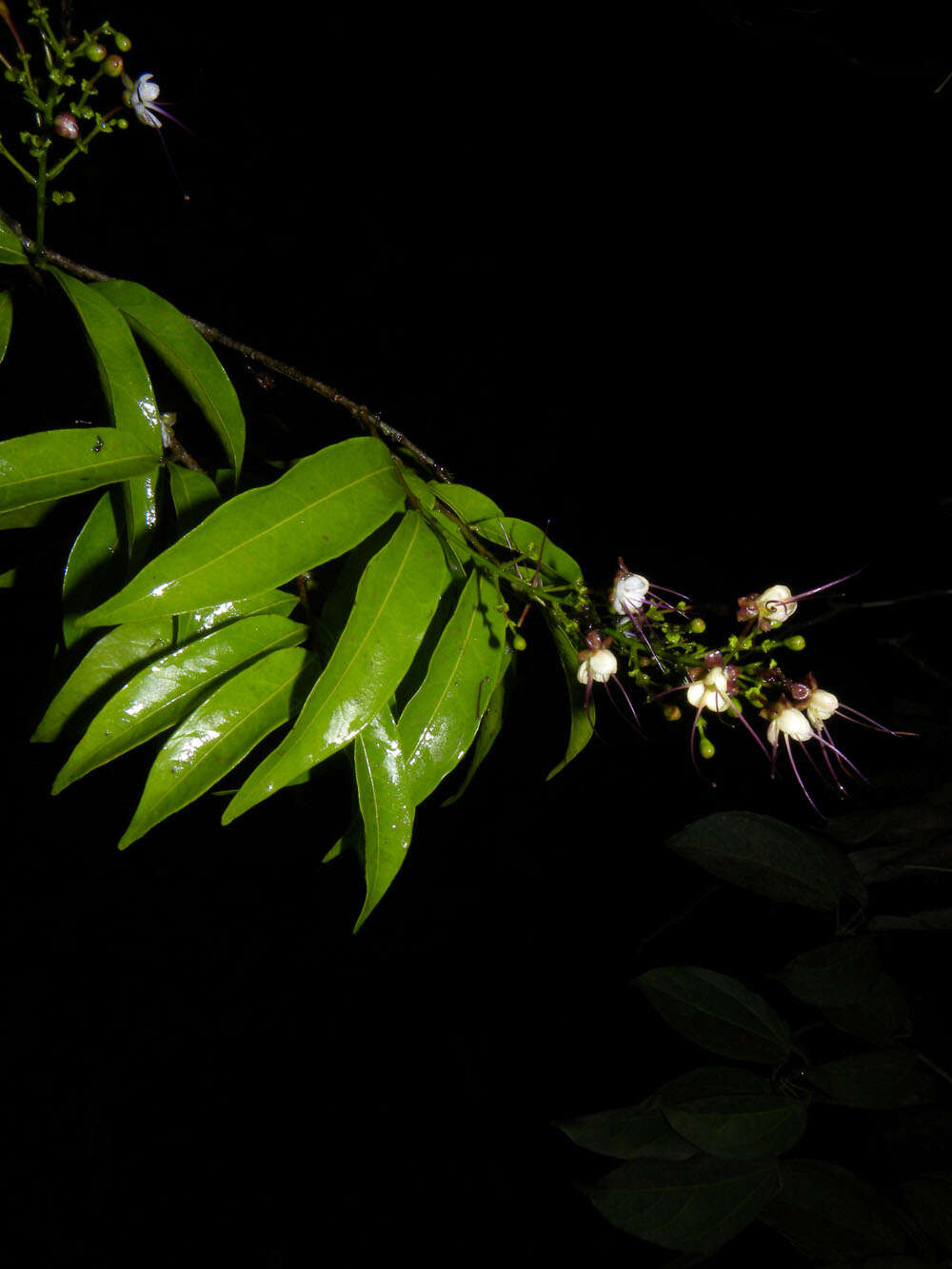 Image de Hirtella tubiflora Cuatrec.