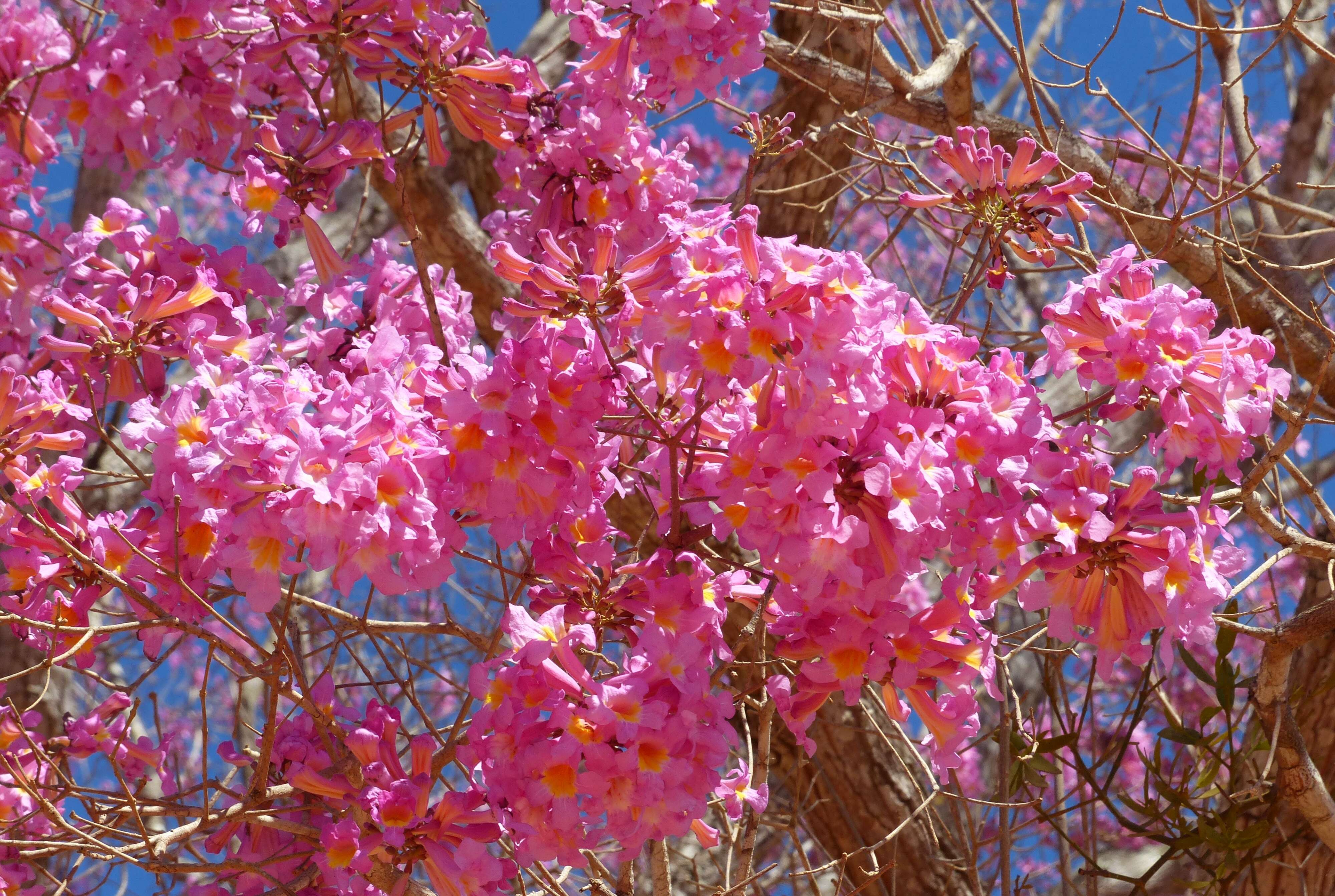 صورة Handroanthus heptaphyllus (Mart.) Mattos