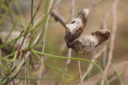 Imagem de Hakea rostrata F. Müll.