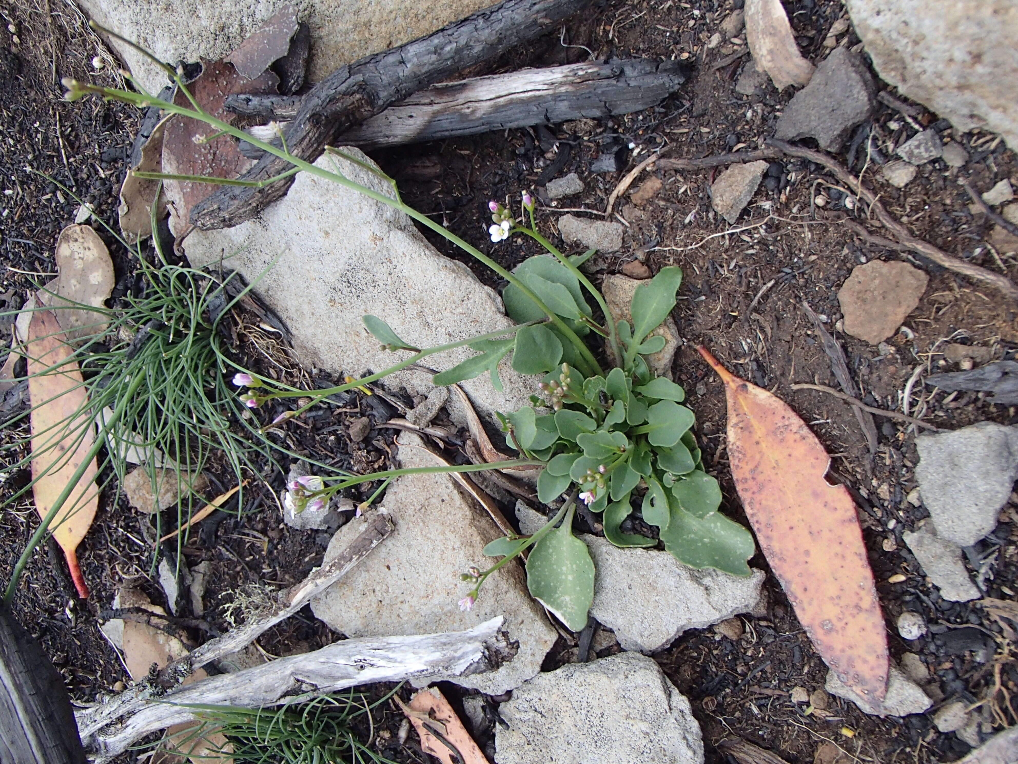 Image of Cardamine tryssa I. Thomps.