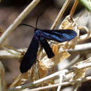 Image of Western Grapeleaf Skeletonizer