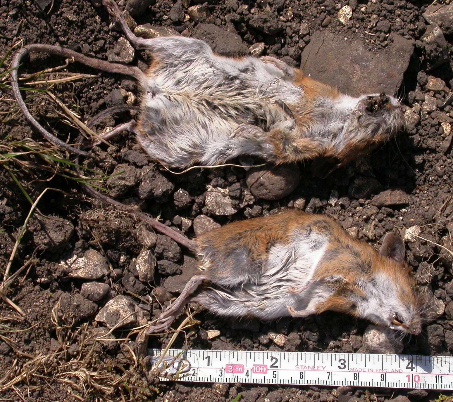 Image of Yellow-necked Field Mouse