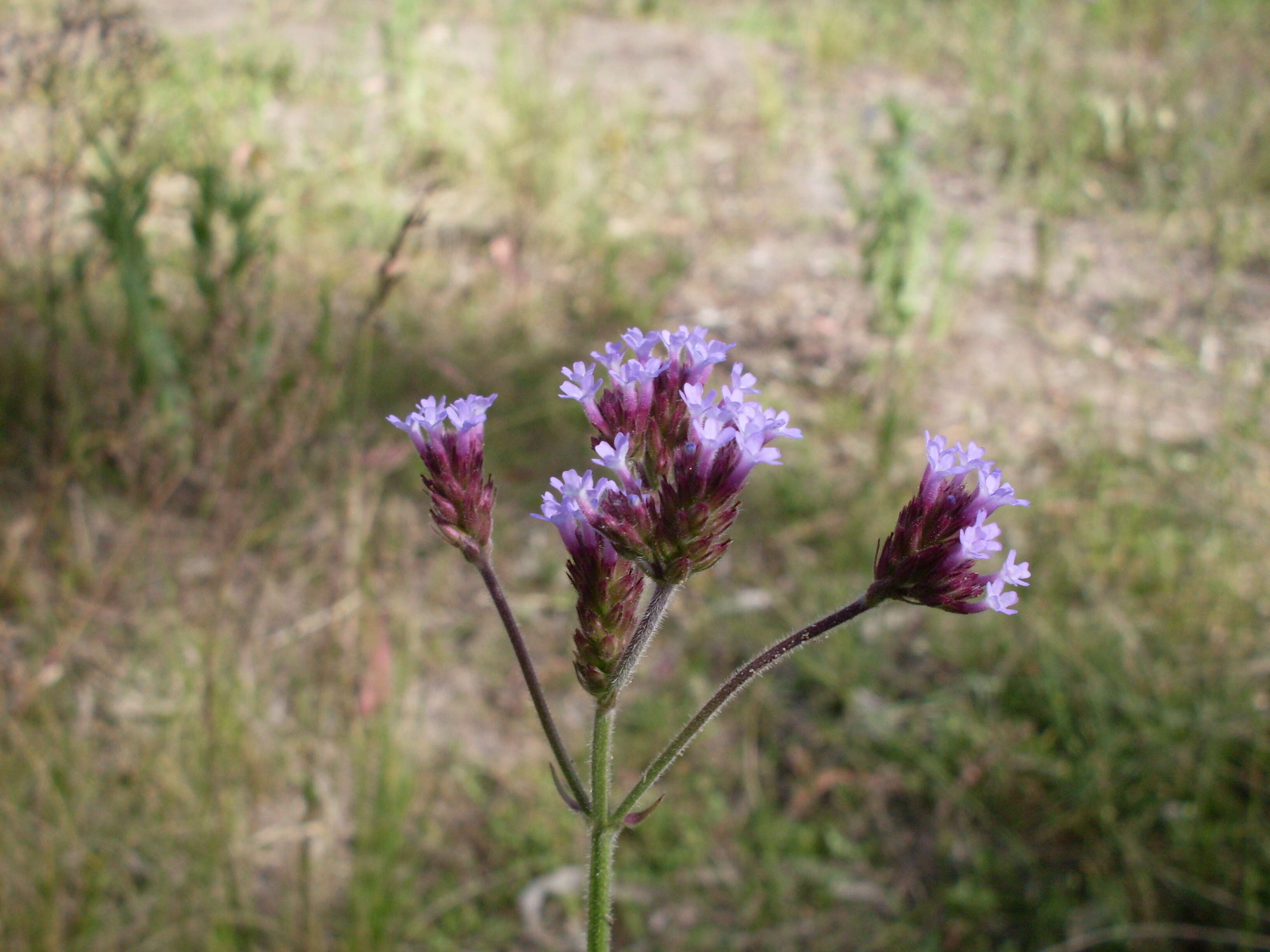 Image of vervain