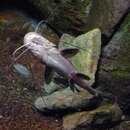 Image of Silver catfish