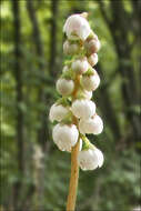 Image of Wintergreen