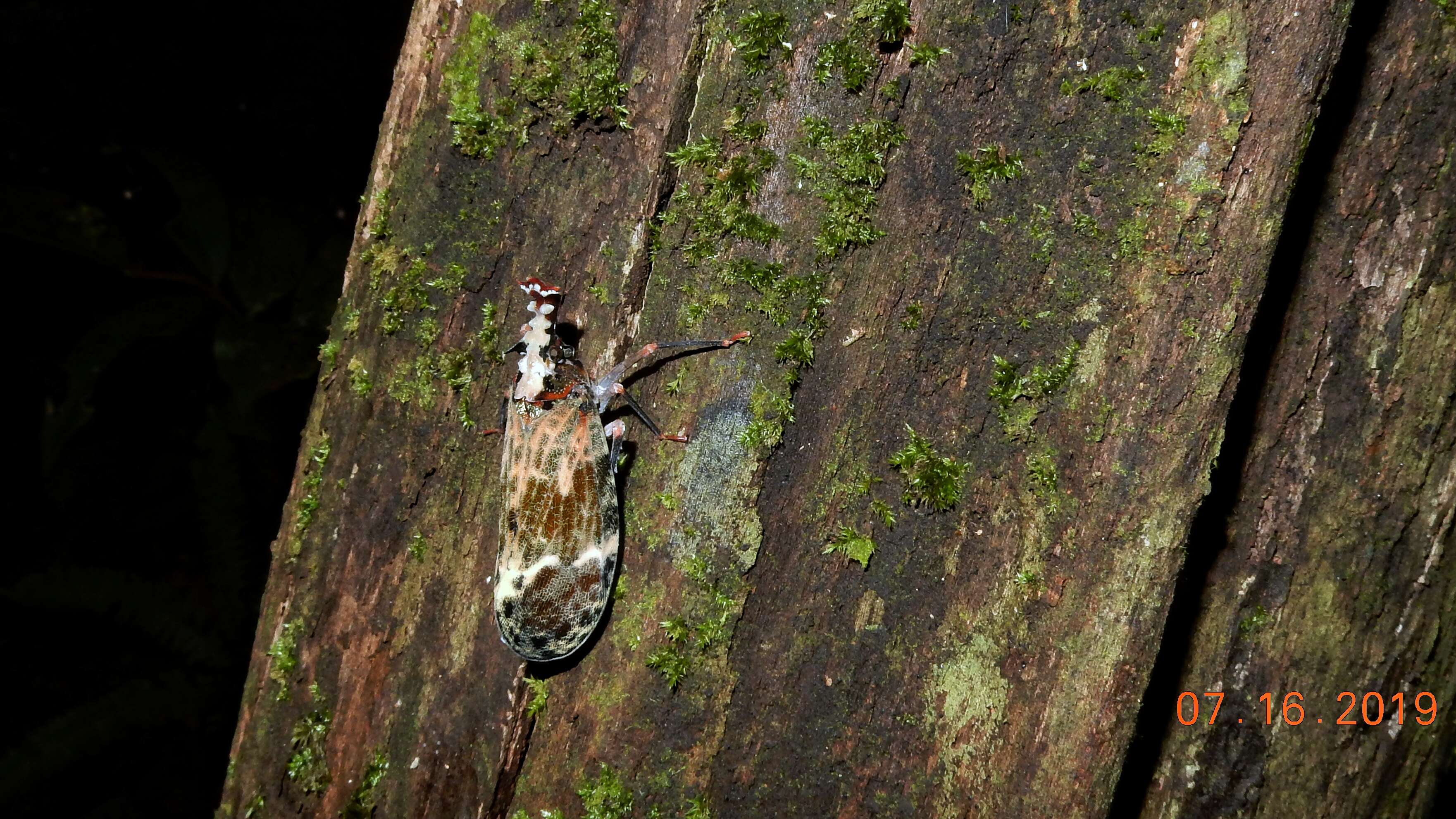 Image of fulgorid planthoppers