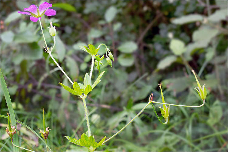 Image of marsh cranesbill