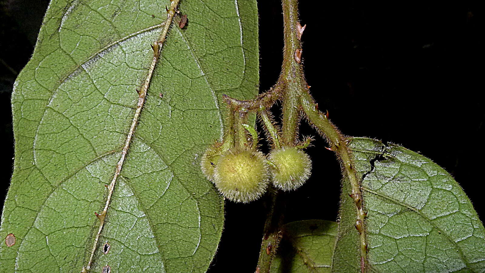 Слика од Solanum rupincola Sendtn.