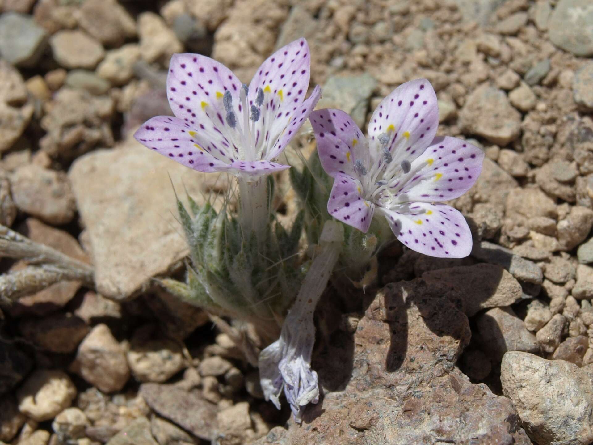 Image of Great Basin langloisia