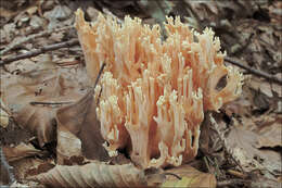 Слика од Ramaria neoformosa R. H. Petersen 1976