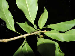 Imagem de Dendropanax caucanus (Harms) Harms