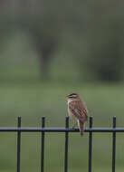 Image of Sedge Warbler