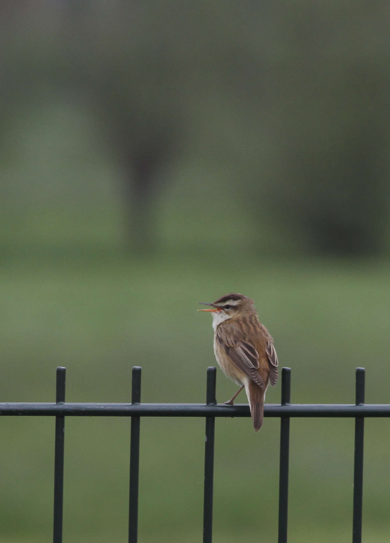 Image of Sedge Warbler