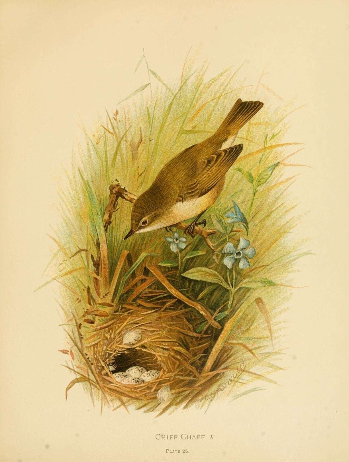 Image of Common Chiffchaff