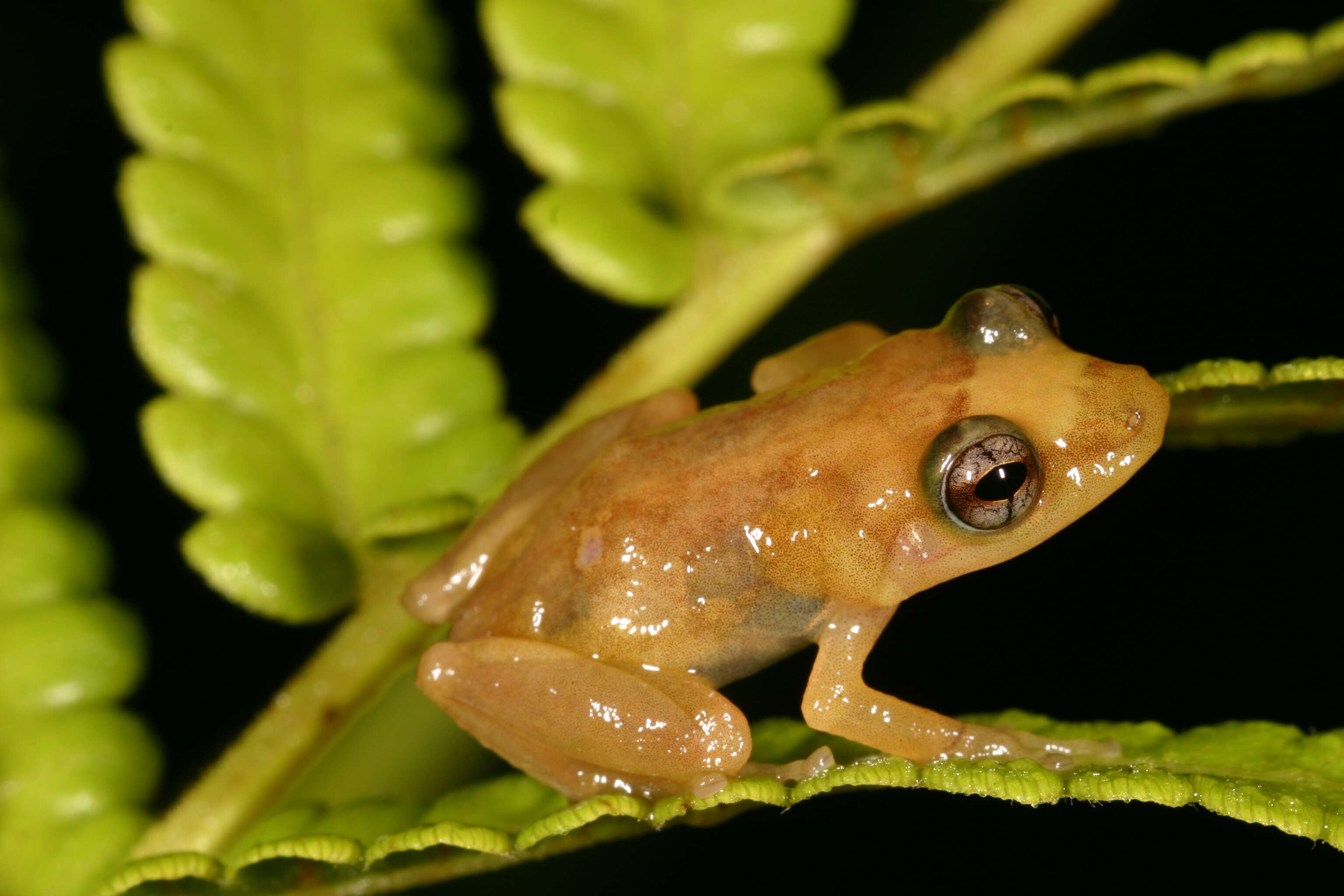 Image of Eleutherodactylidae Lutz 1954