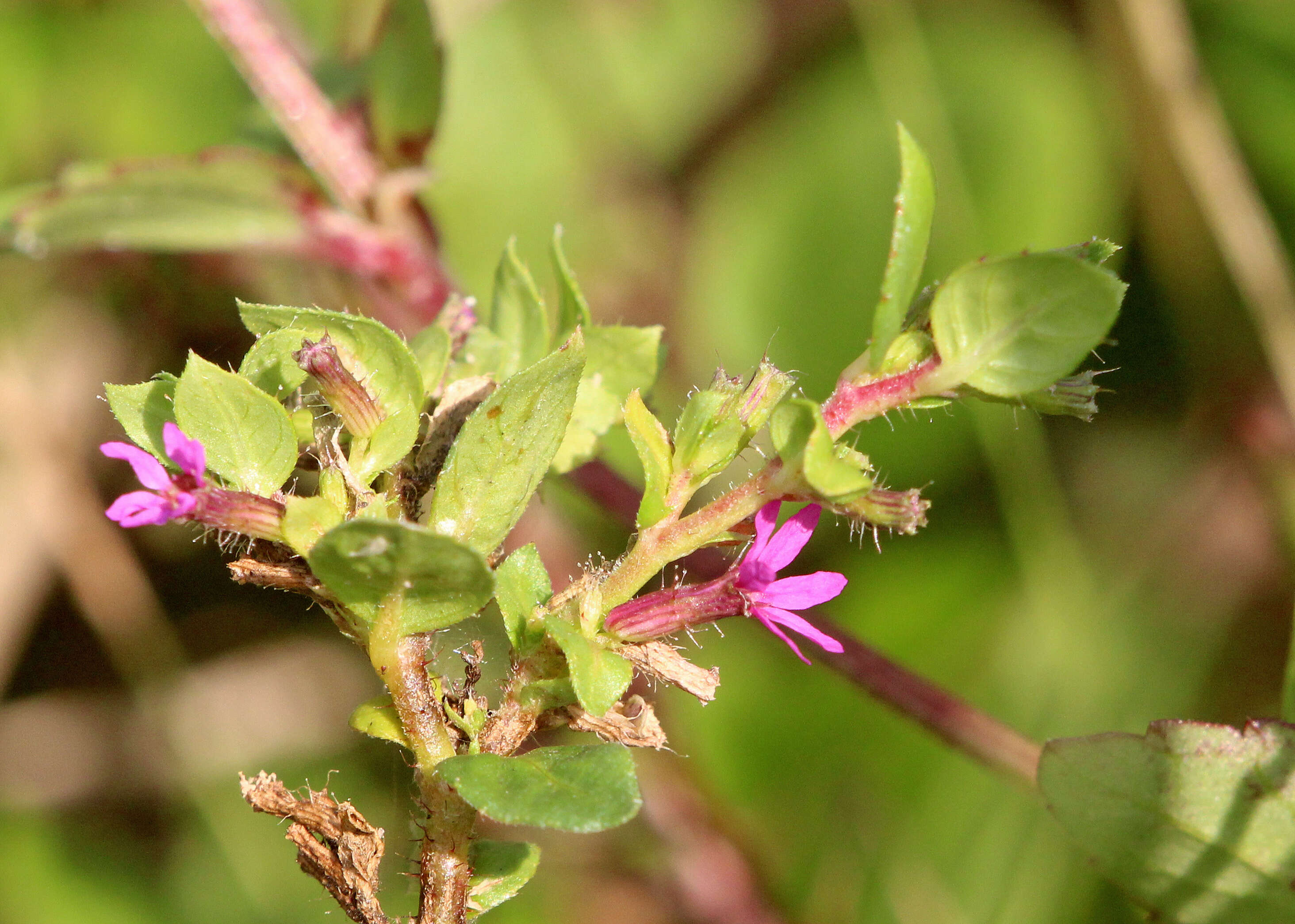 Image of Colombian Waxweed