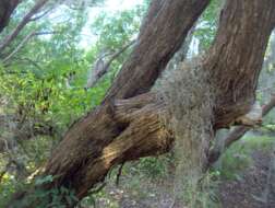 Image of mangrove