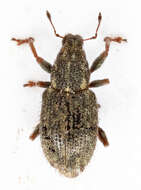 Image of Clover Root Weevil