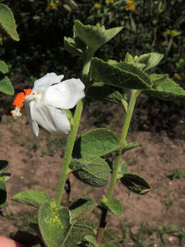 Image of Hibiscus flavifolius Ulbrich