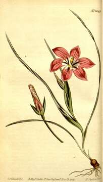 Image of Romulea pudica (Sol. ex Ker Gawl.) Baker