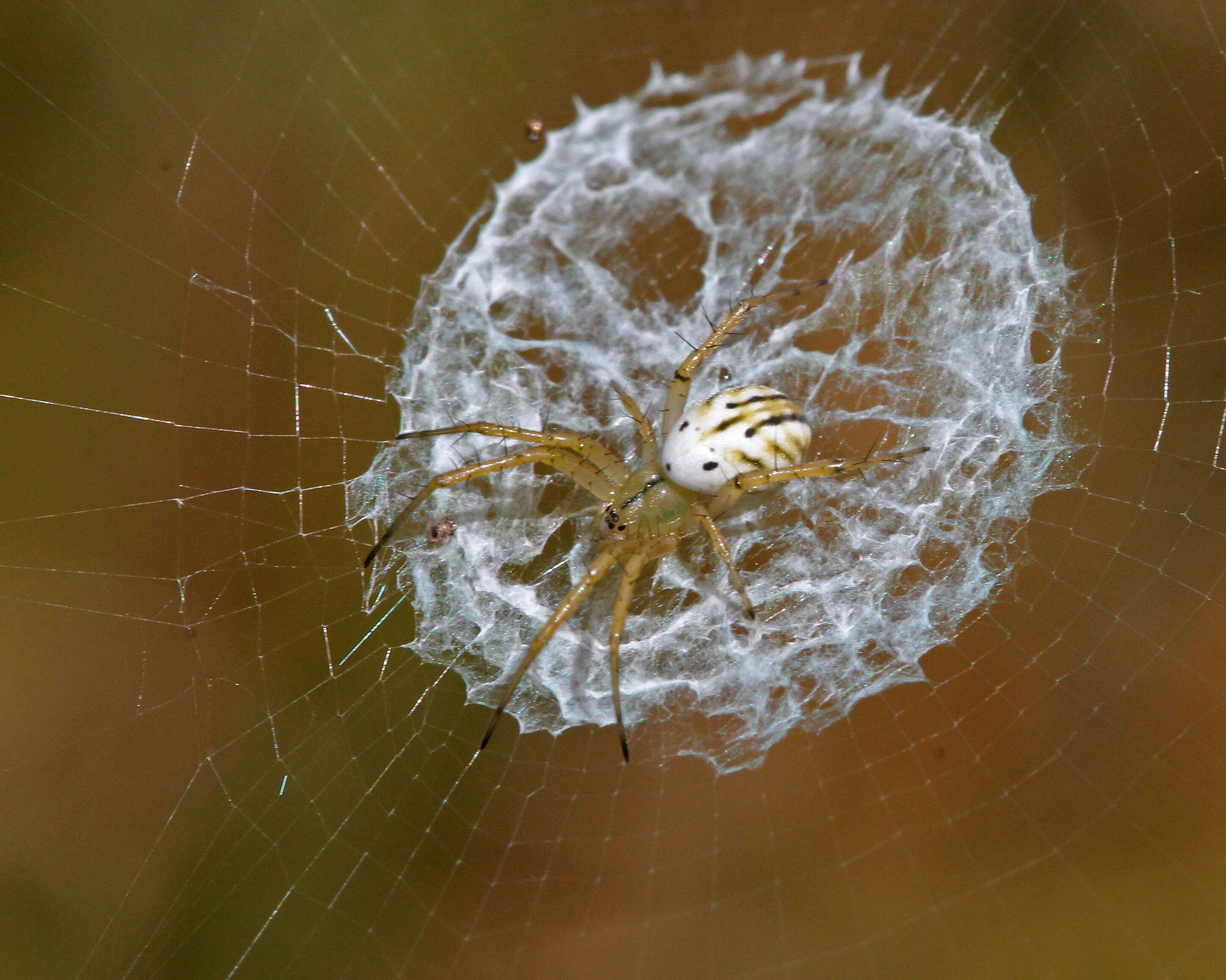 Image of Lined Orbweaver