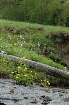 Image of yellow marsh marigold