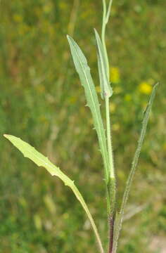 Image of smallflower hawksbeard