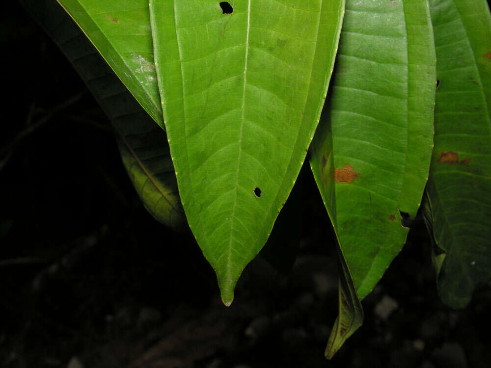 Plancia ëd Miconia longifolia (Aubl.) DC.