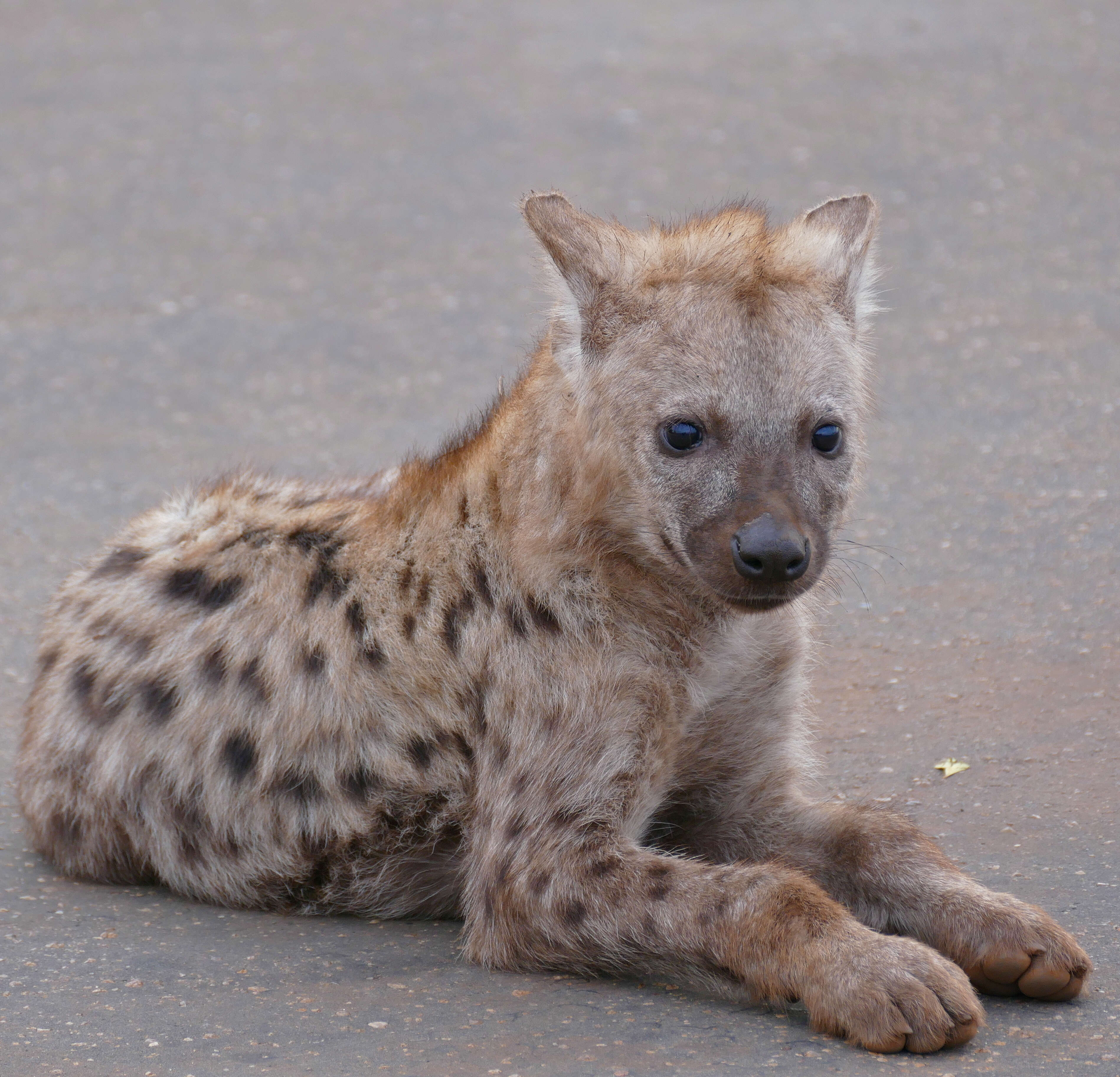 Image of Spotted Hyaenas