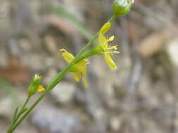 Image of New Mexico yellow flax