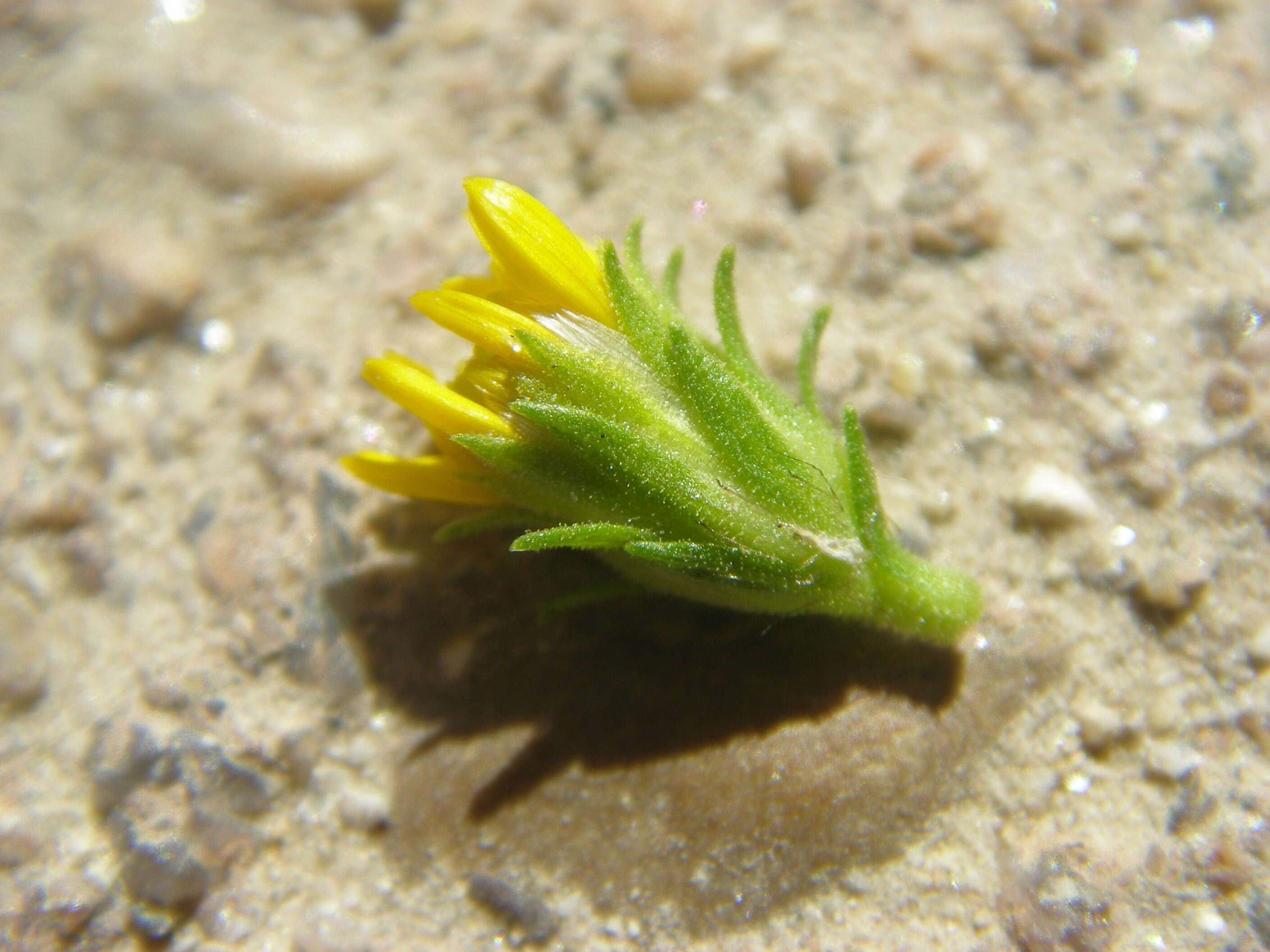 Image de Solidago