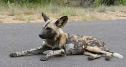 Image of African Wild Dog