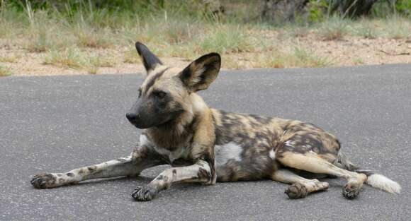 Imagem de Cão-caçador-africano