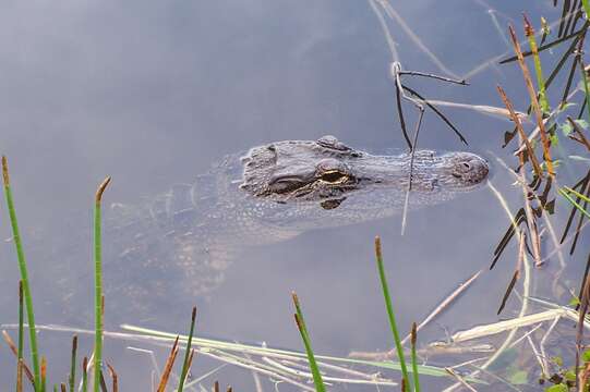 Image de Alligator