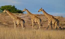 Image of Giraffes