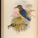 Image of Rufous collared kingfisher