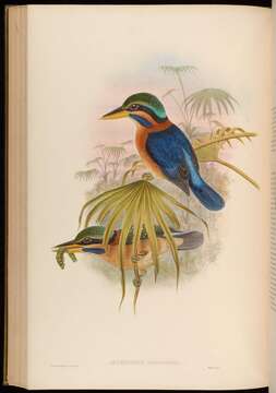 Image of Actenoides Bonaparte 1850