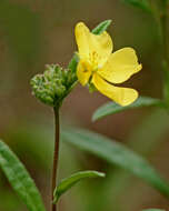 Imagem de Crocanthemum corymbosum (Michx.) Britt.