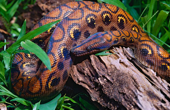 Image of Rainbow Boa