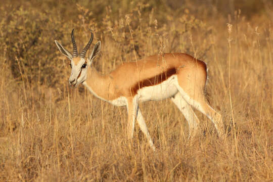 Image of Springbok