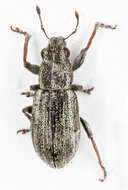 Image of Alfalfa Curculio