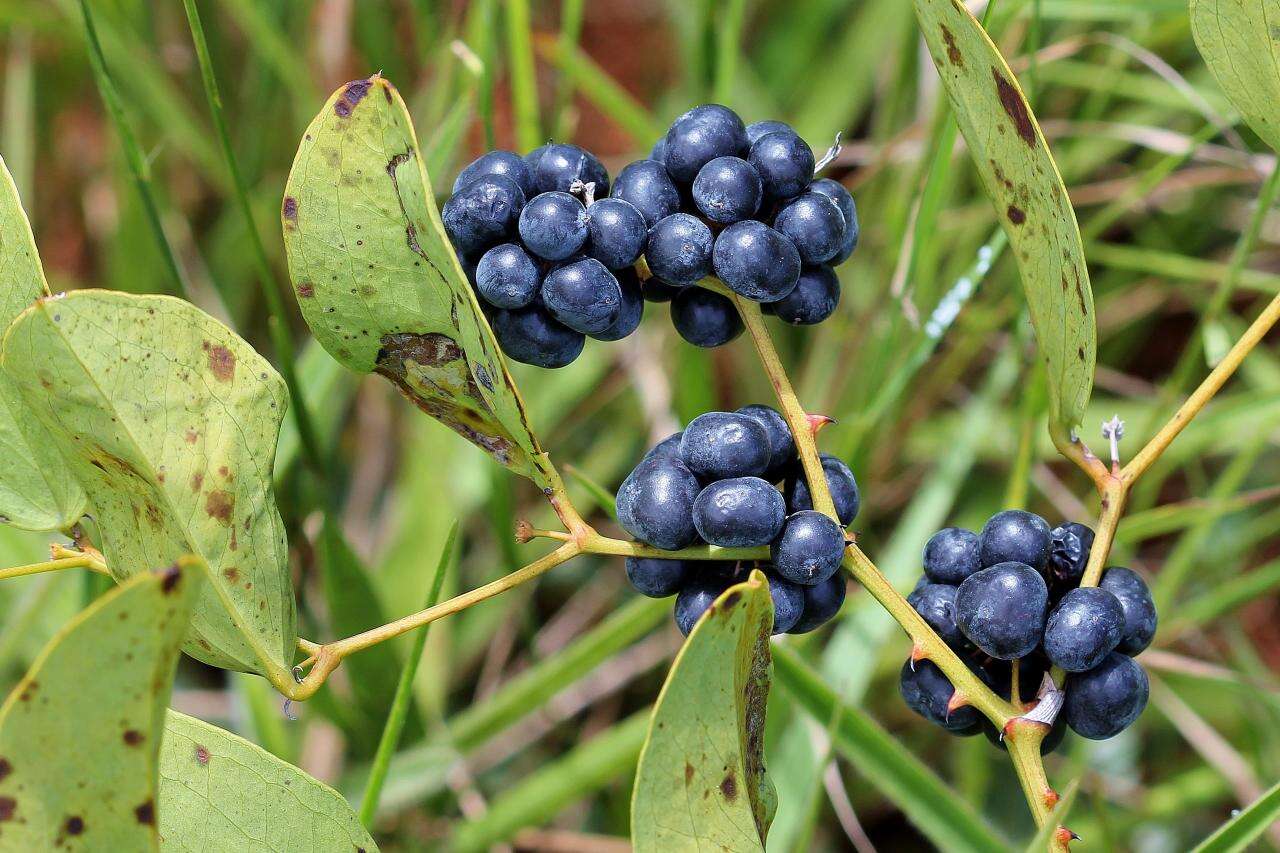 Image of Smilax goyazana A. DC.