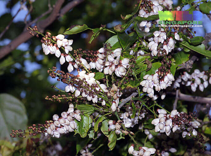 Image of Pongamia pinnata