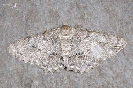 Image of Lepidoptera