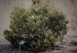 Sivun Acacia mucronata Willd. ex H. L. Wendl. kuva