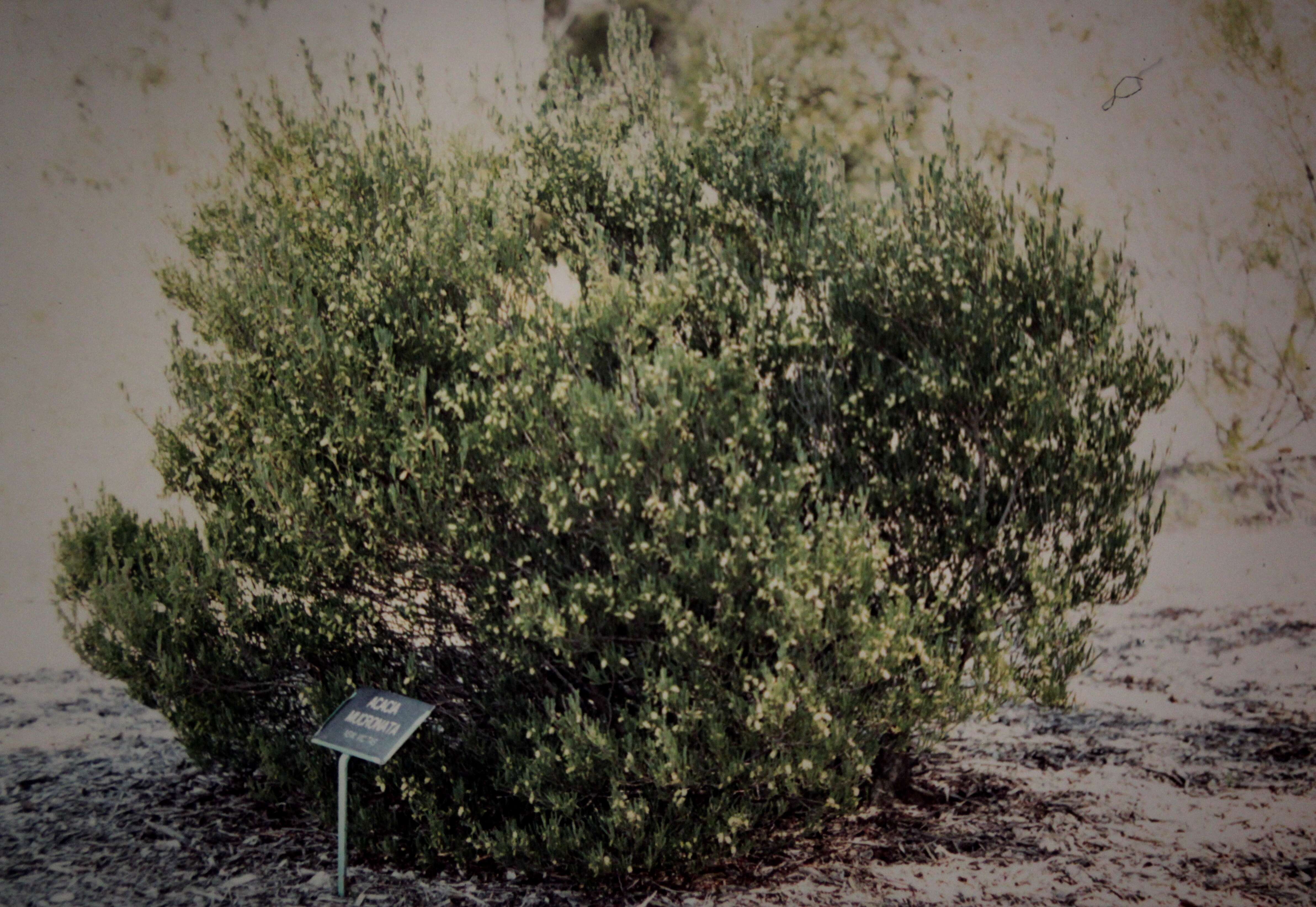 Plancia ëd Acacia mucronata Willd. ex H. L. Wendl.
